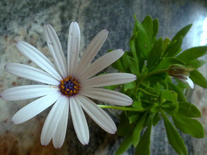 dimorfoteca- margareta africana - balcon 2013