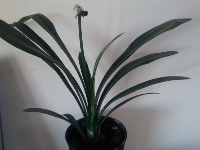 clivia galbena -