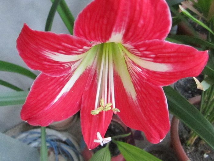 Picture1 012 - amaryllis