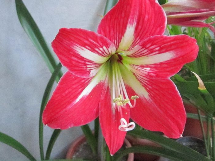 Picture1 013 - amaryllis