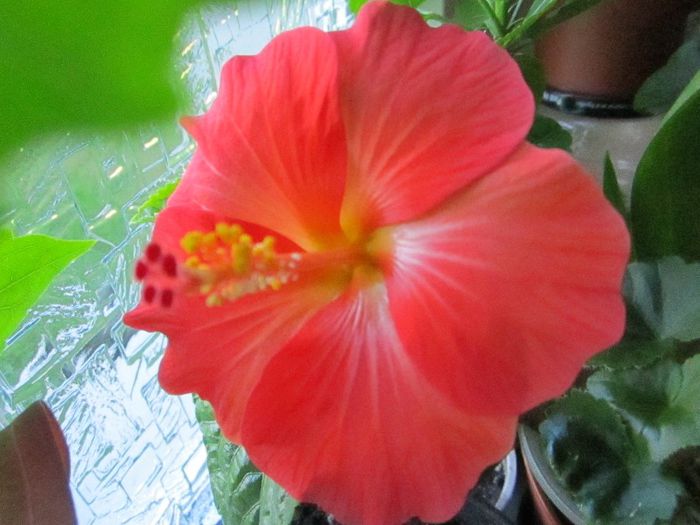 Picture1 003 - hibiscus