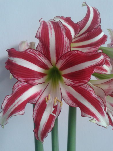 [10] 2013-05-10 18.12.25 - Hippeastrum 2013