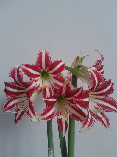 2013-05-10 18.10.01 - Hippeastrum 2013