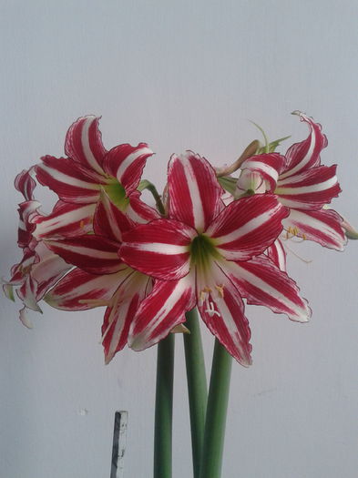 2013-05-10 18.11.11 - Hippeastrum 2013