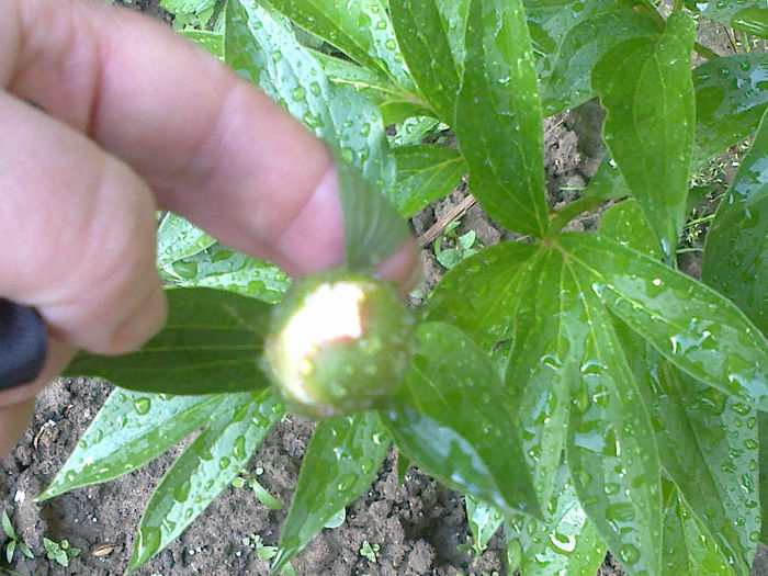 bujor alb; asa zic eu
