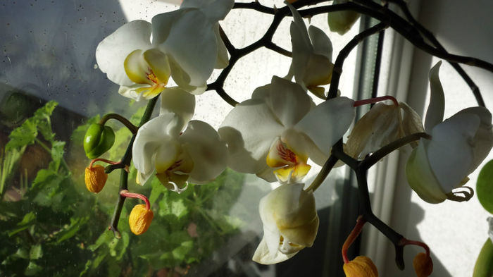 Orhidee Phalaenopsis cream with