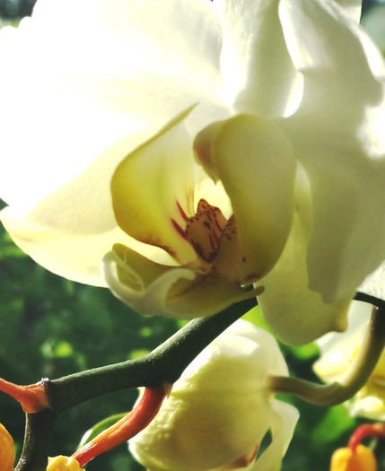 Orhidee Phalaenopsis - detaliu - Orhidee