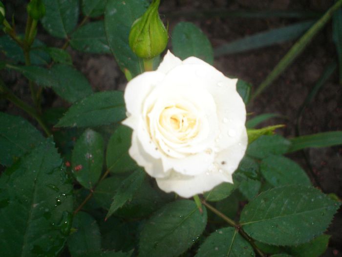 DSC04935 - Trandafirii mei 2013