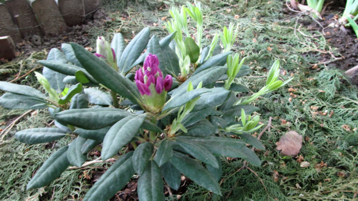 mai 2013 - colectie noua rhododendroni