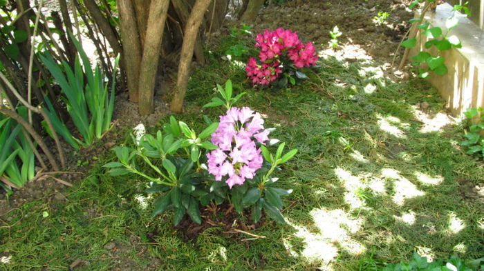 mai 2013 - colectie noua rhododendroni