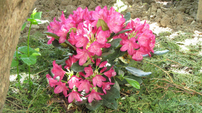 10 mai 2013 - colectie noua rhododendroni