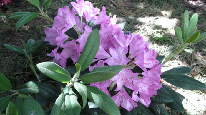 10 mai 2013 - colectie noua rhododendroni