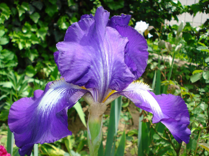 42a. Exotic Isle
