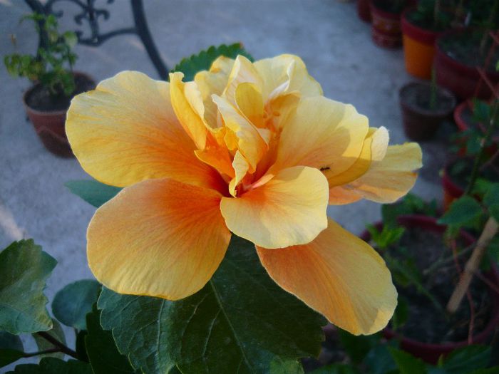 floare deschisa
