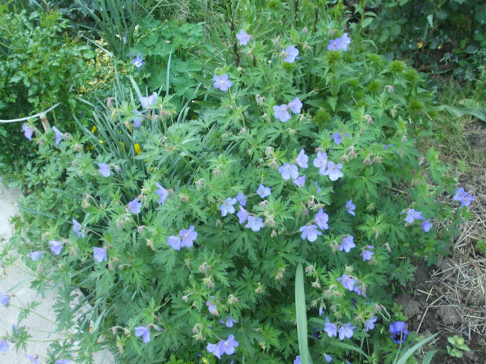 DSCF0771