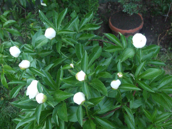 DSCF0780