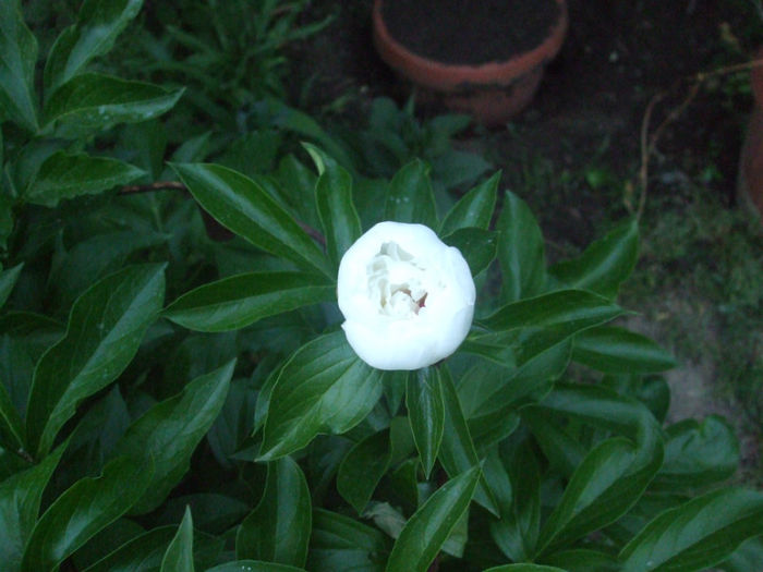 DSCF0781