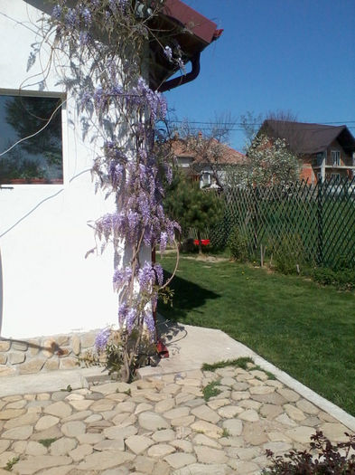 wisteria sau glicina