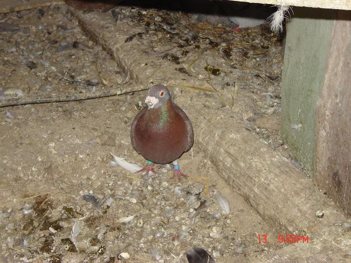 poze  baduleasa 054 - Porumbei Voiajori