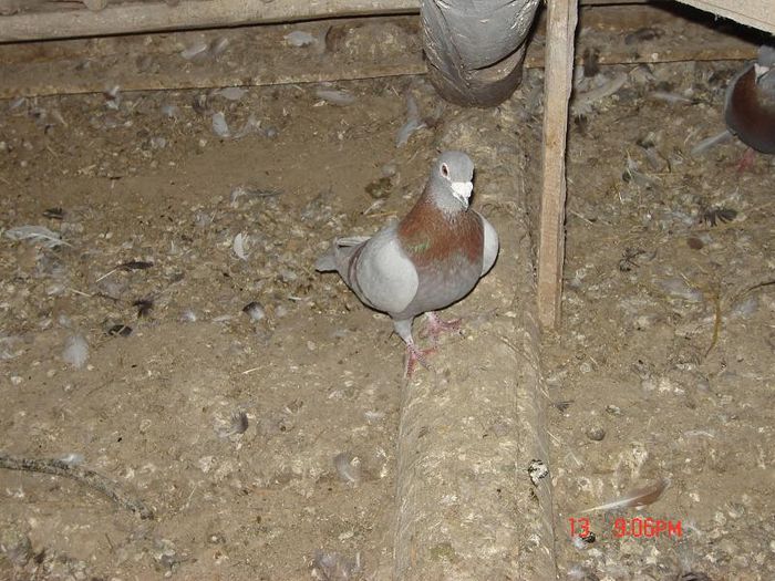 poze  baduleasa 055 - Porumbei Voiajori