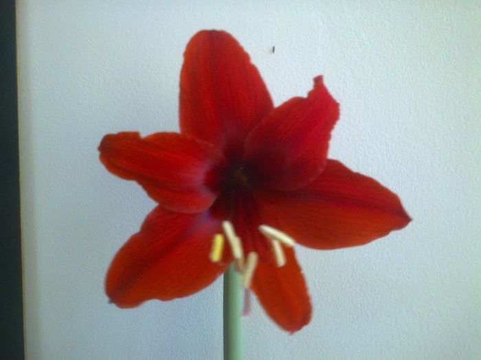 el trebuia sa fie Pasadena - Amaryllis