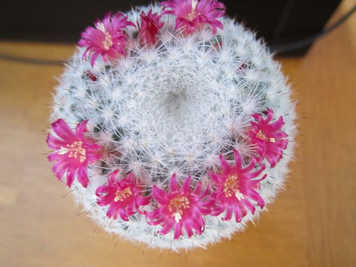 Mammillaria hahniana - cactusi - 2013