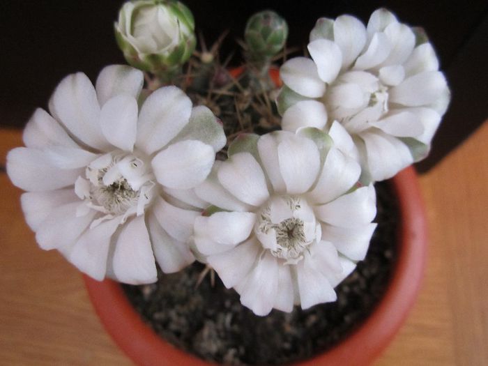 Gimnocalycium - cactusi - 2013