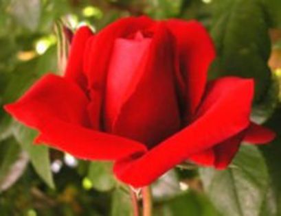 pe strada se intalneste cu verisorul ei