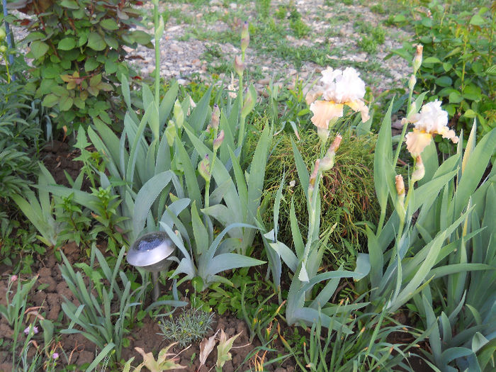 DSCN4510 - irisi 2013