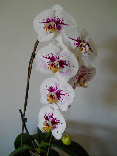 DSCN4540 - reanfloriri phale 2013