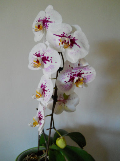 DSCN4541 - reanfloriri phale 2013