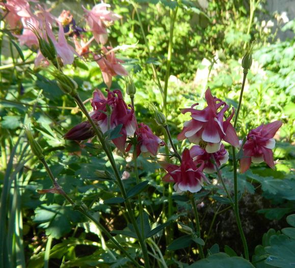  - Aquilegii 2013