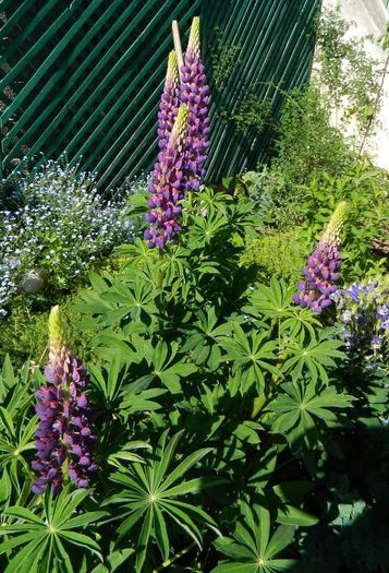 Lupin - Diverse in gradina