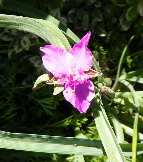 Tradescantia "Red Grape" - Diverse in gradina