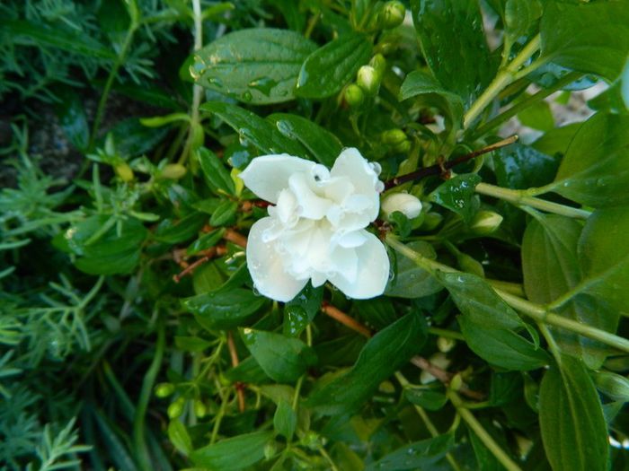 Floare de phyladelphus - Diverse in gradina