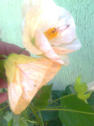 abutilon salmon - flori 2013