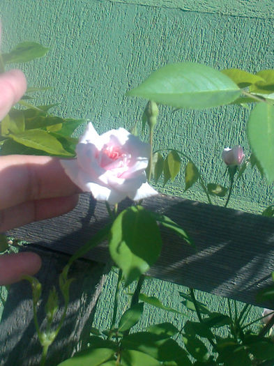 o rosa mica mica cecile bruner - flori 2013