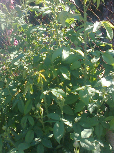variegata de bologna neinflorita - flori 2013
