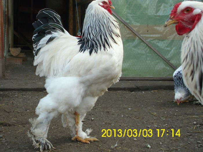 Brahma Herminat Deschis - 0 - Brahma Herminat Deschis