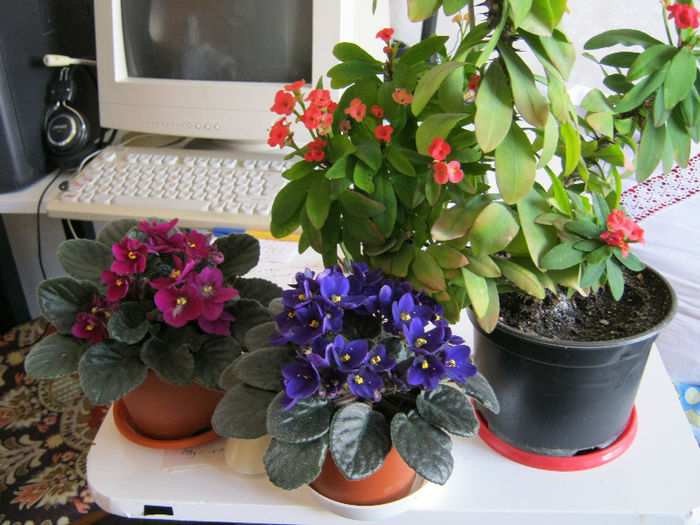 IMG_7916 - Florile mele 1