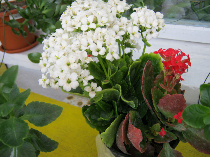 IMG_8201 - Florile mele 1