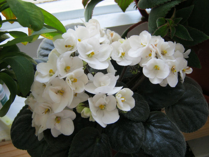 IMG_8345 - Florile mele 1