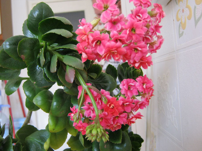 IMG_8012 - KALANCHOE