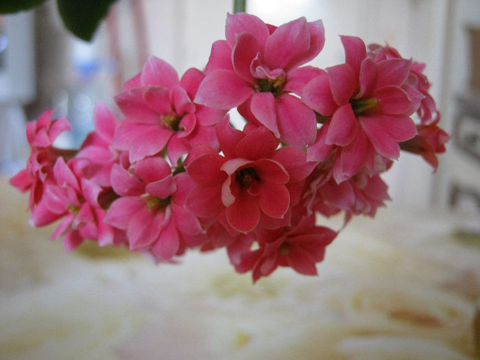 IMG_8014 - KALANCHOE