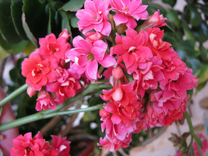 IMG_8016 - KALANCHOE