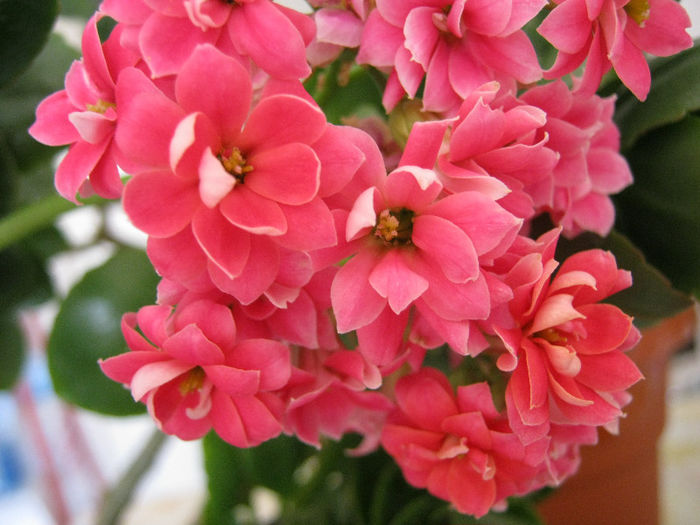 IMG_8019 - KALANCHOE