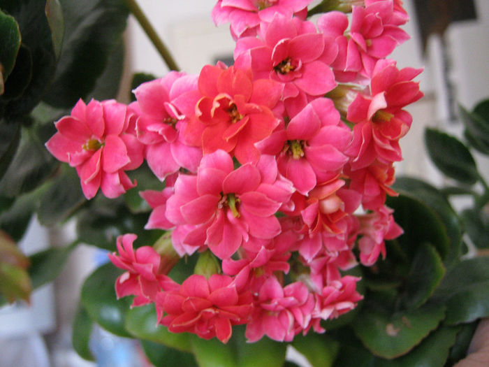 IMG_8022 - KALANCHOE