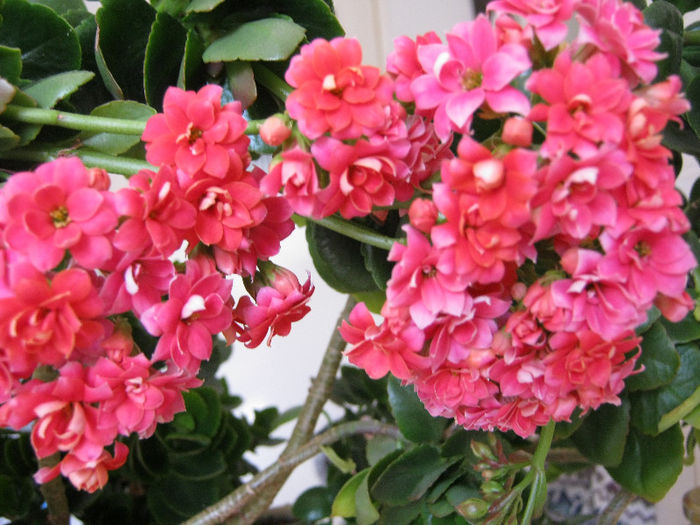 IMG_8024 - KALANCHOE