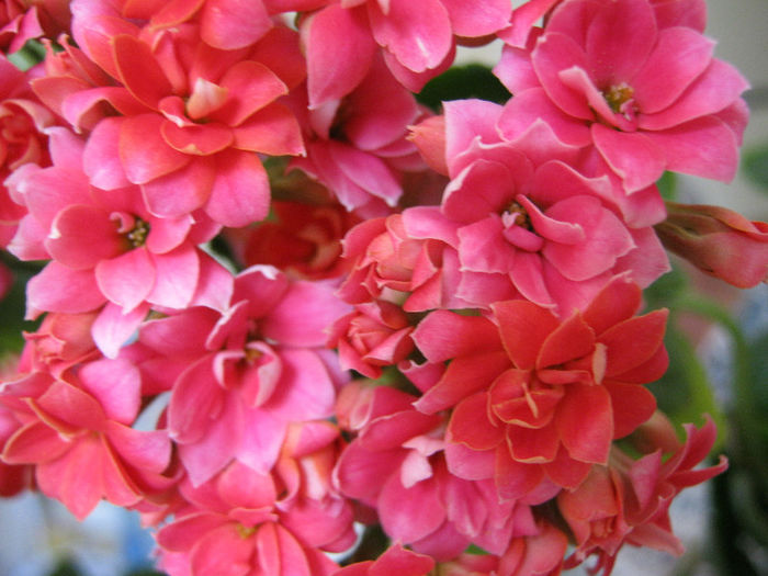IMG_8027 - KALANCHOE