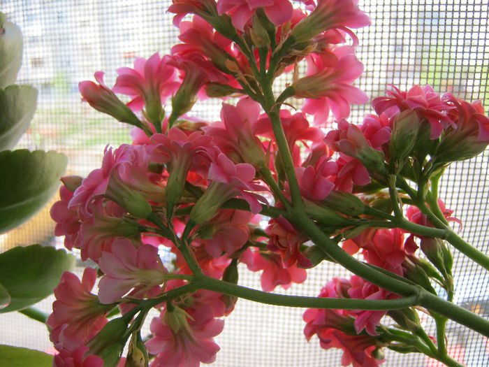 IMG_8060 - KALANCHOE